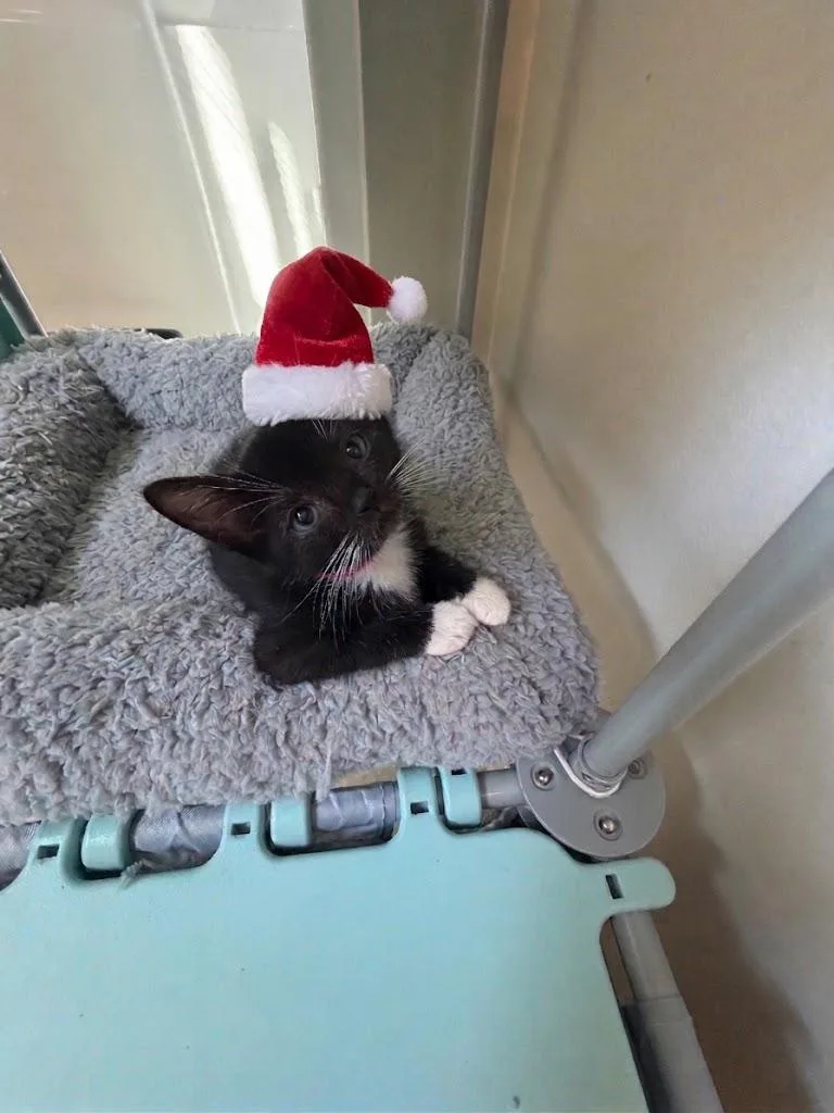 A baby small-sized male American Shorthair cat named Boise for adoption in Bethel Park, PA