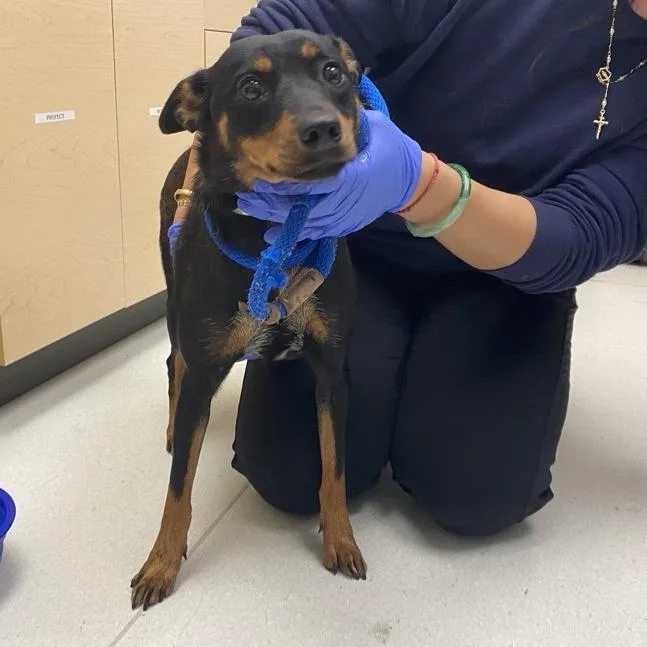 A young small-sized female Black Doberman Pinscher dog named Penny for adoption in Pasadena, CA