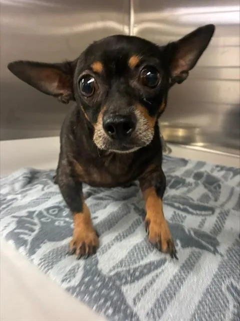 A young small-sized female Chihuahua dog named Nena for adoption in Miami, FL