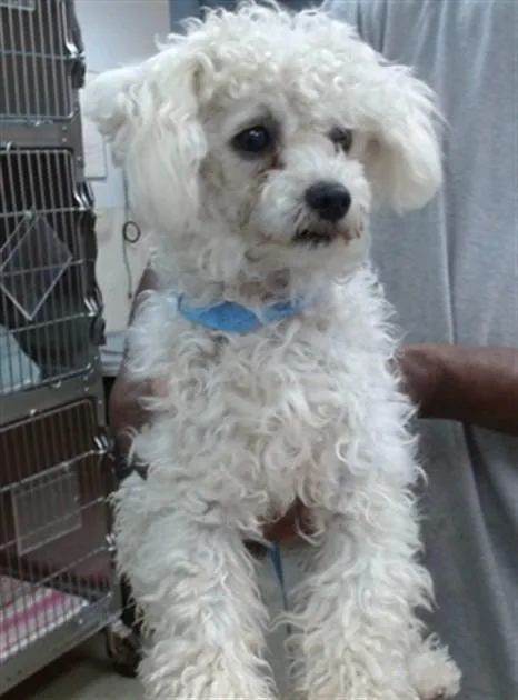 A young small-sized female Poodle dog named Ruby for adoption in Salinas, CA