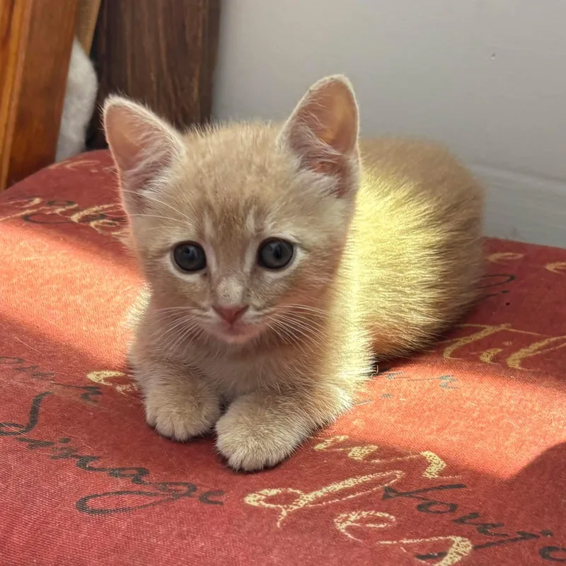 A baby medium-sized male Buff / Tan / Fawn Domestic Short Hair cat named Stevie for adoption in Landenberg, PA