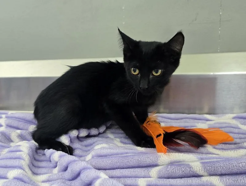 A baby small-sized female Black Domestic Short Hair cat named Indie for adoption in Dickson, TN
