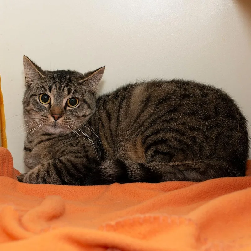 A baby medium-sized female Domestic Short Hair cat named Henrietta for adoption in Troy, OH