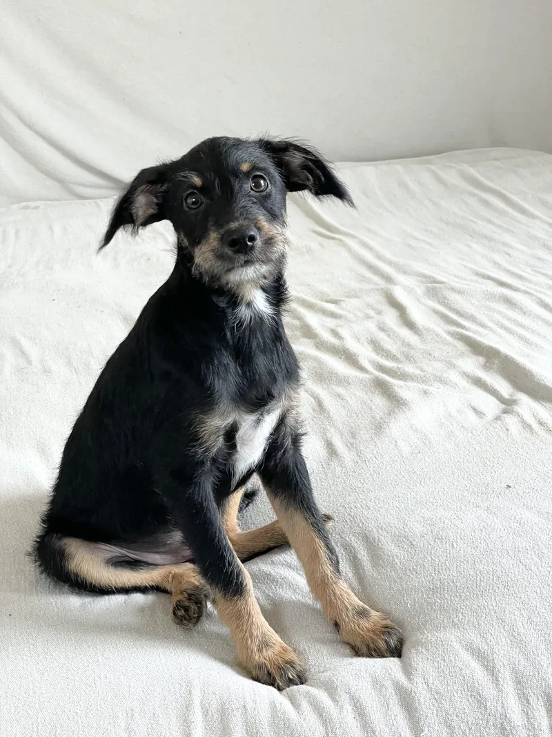 A baby medium-sized male Miniature Schnauzer dog named Perfect Poteet for adoption in Burlington, NC