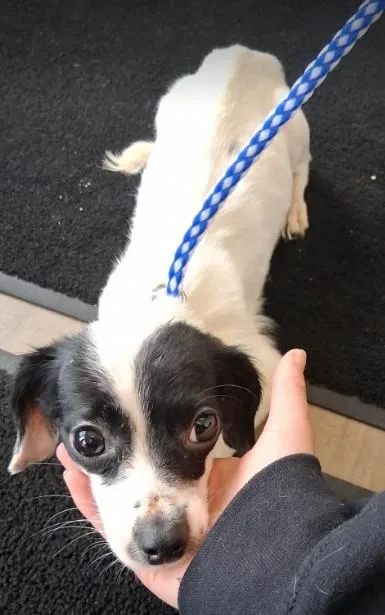A young small-sized female Chihuahua dog named Calliope for adoption in Toledo, OH