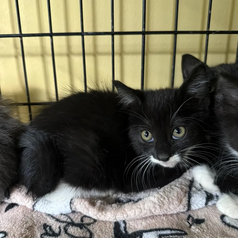 A baby small-sized female Black Domestic Medium Hair cat named Skittles Bowers for adoption in Woodstock, VA