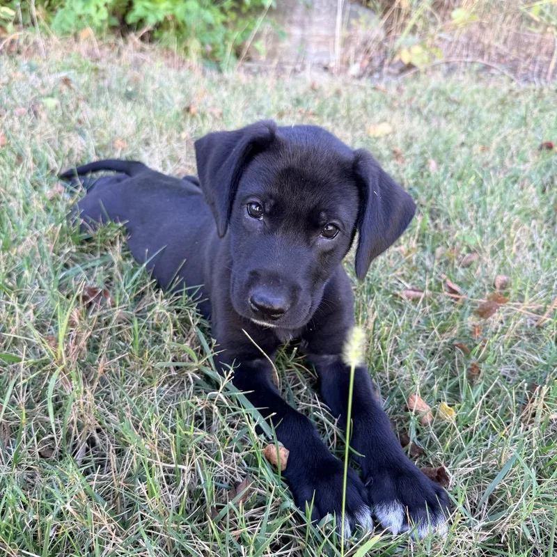 A baby medium-sized male Black Labrador Retriever dog named Bobby Lee for adoption in Goodlettsville, TN