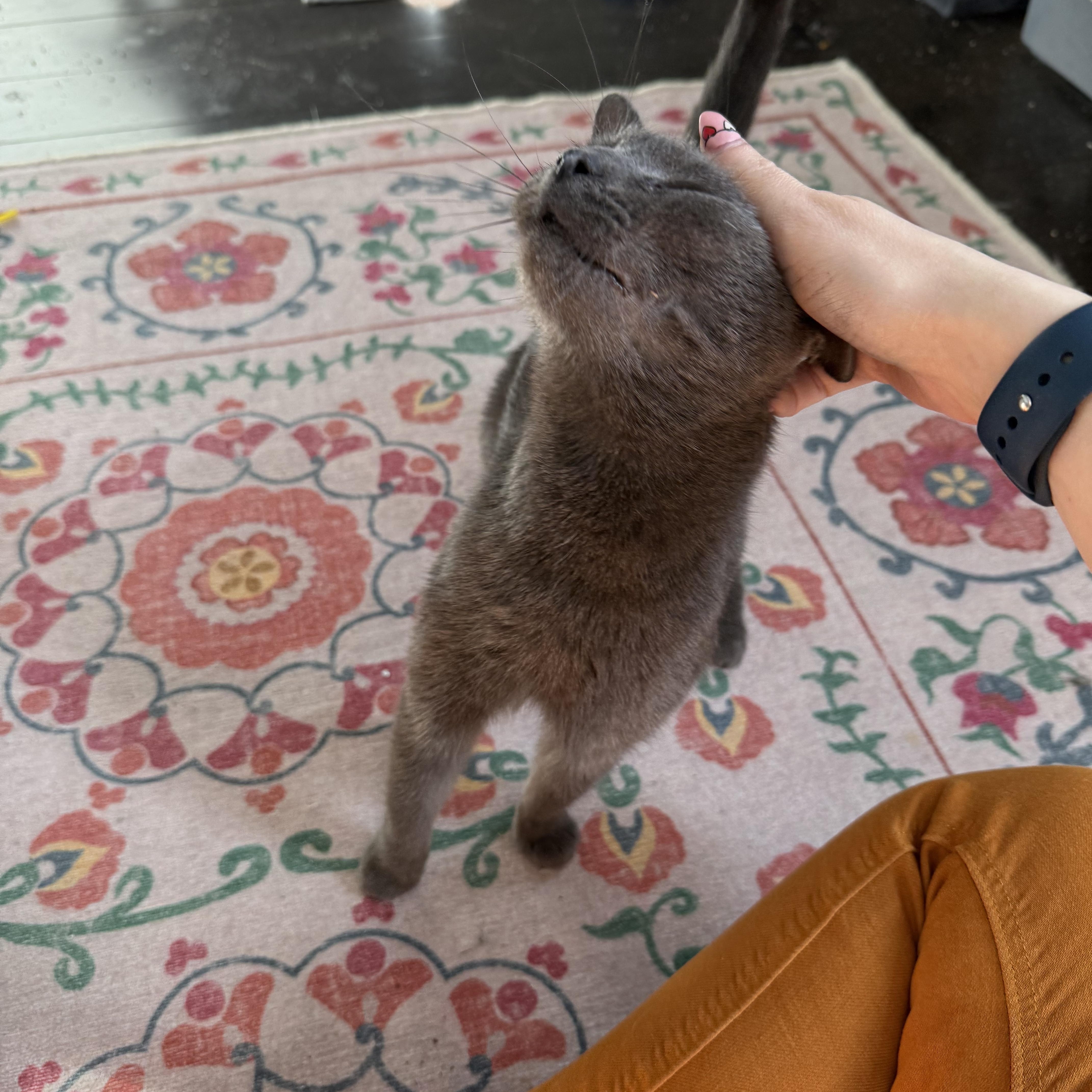 Chelsea Felv thumbnail 2