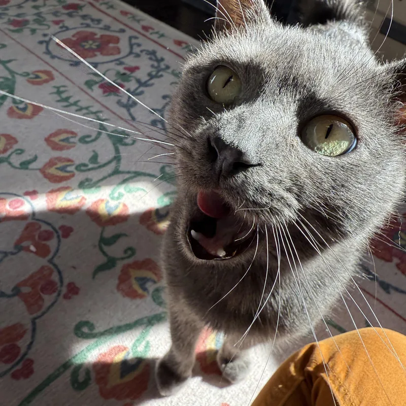 Chelsea Felv thumbnail 3