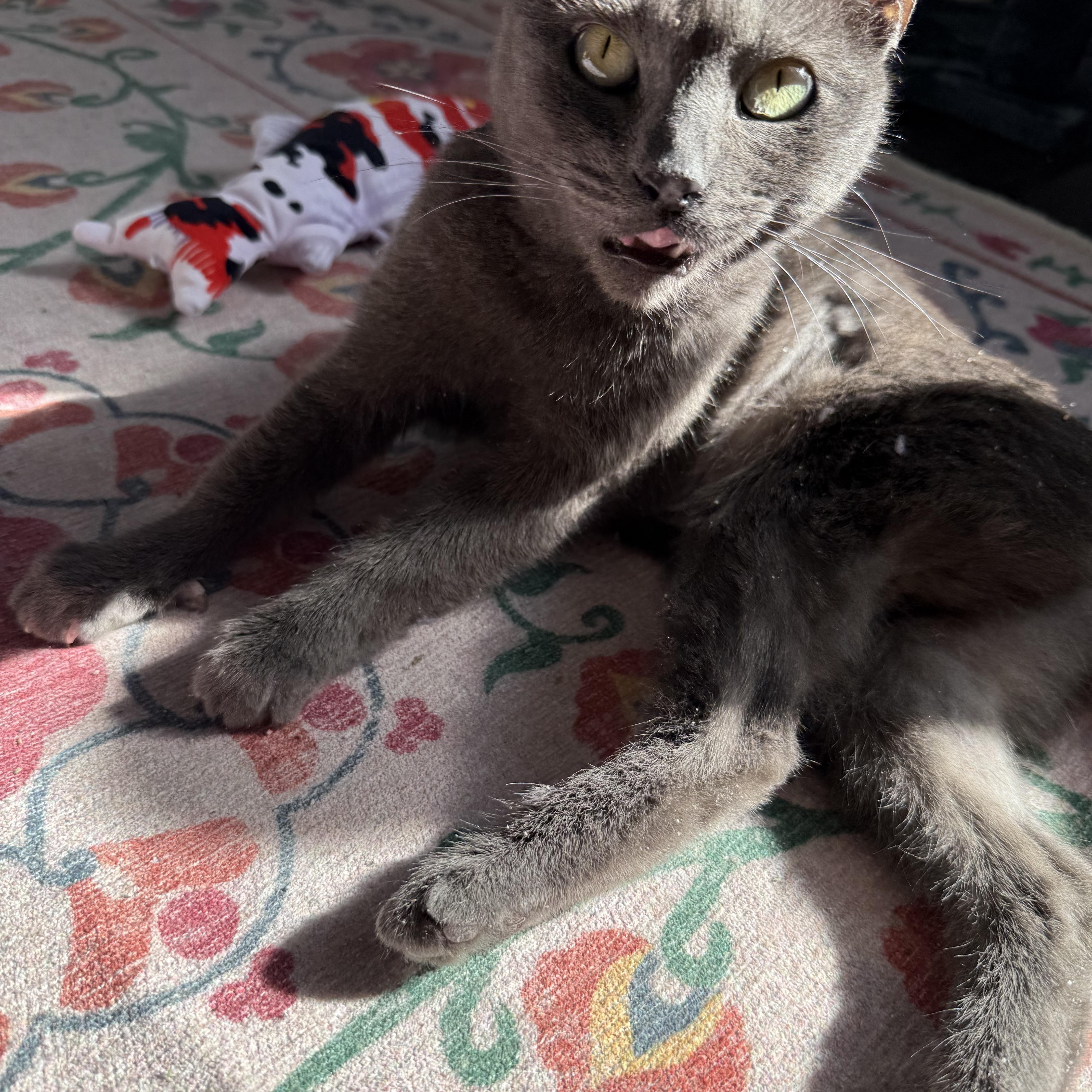 Chelsea Felv thumbnail 4