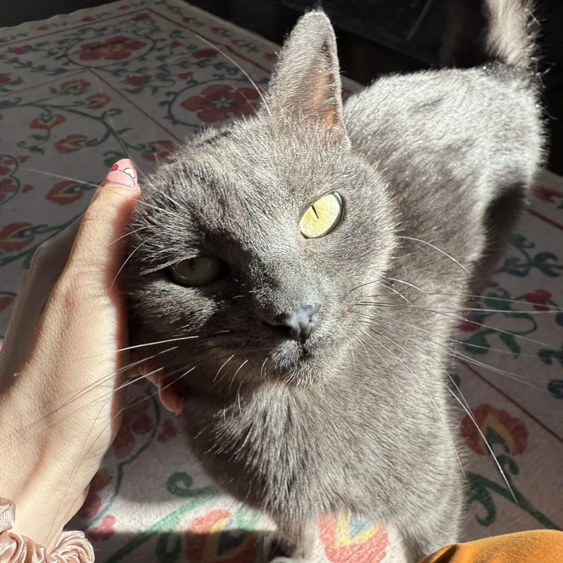 Chelsea Felv thumbnail 5