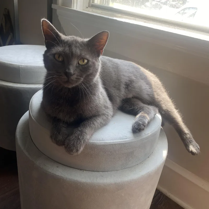 Chelsea Felv thumbnail 6