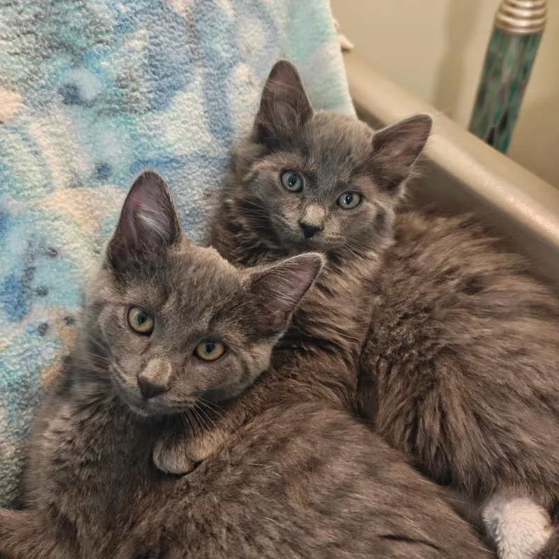 A baby small-sized male Gray / Blue / Silver Domestic Medium Hair cat named Tricky for adoption in West Olive, MI