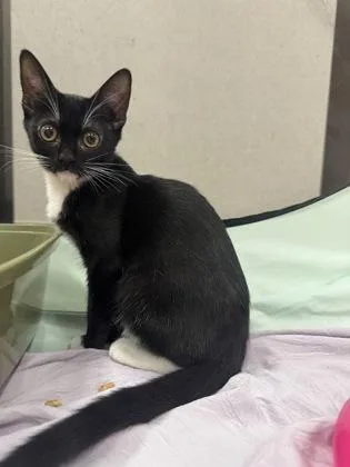 A baby small-sized male Domestic Short Hair cat named Todd for adoption in Honolulu, HI