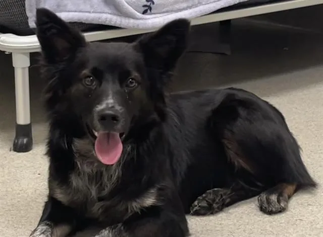 A young medium-sized male Australian Cattle Dog / Blue Heeler dog named Truxel for adoption in Auburn, CA