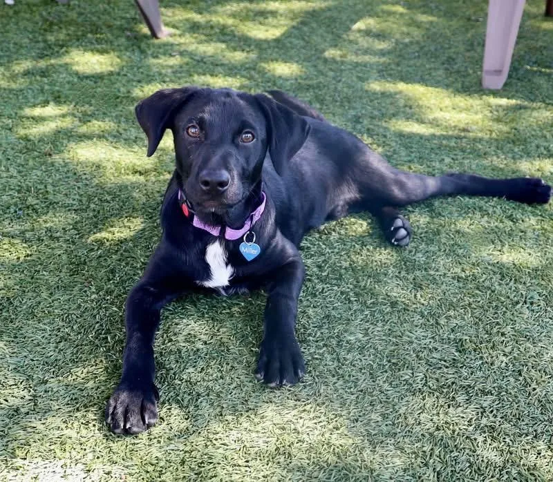 A baby medium-sized male Labrador Retriever dog named Happy for adoption in Keller, TX