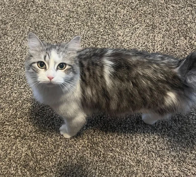 Bitsy  Beautiful Silver thumbnail 2