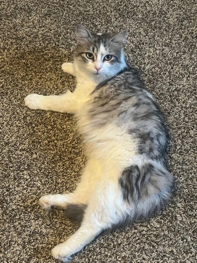 Bitsy  Beautiful Silver thumbnail 3