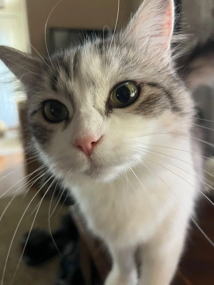 Bitsy  Beautiful Silver thumbnail 4