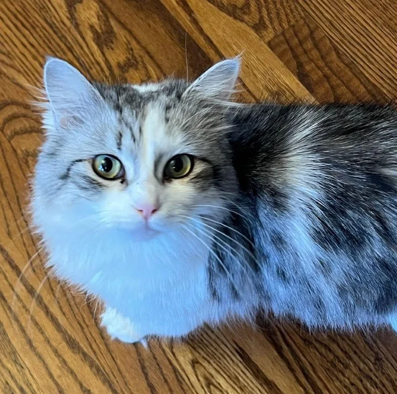 Bitsy  Beautiful Silver thumbnail 5