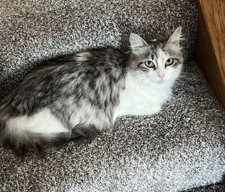 Bitsy  Beautiful Silver thumbnail 6