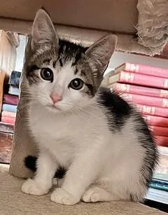 A baby small-sized male Domestic Short Hair cat named Cashew for adoption in Santa Cruz, CA