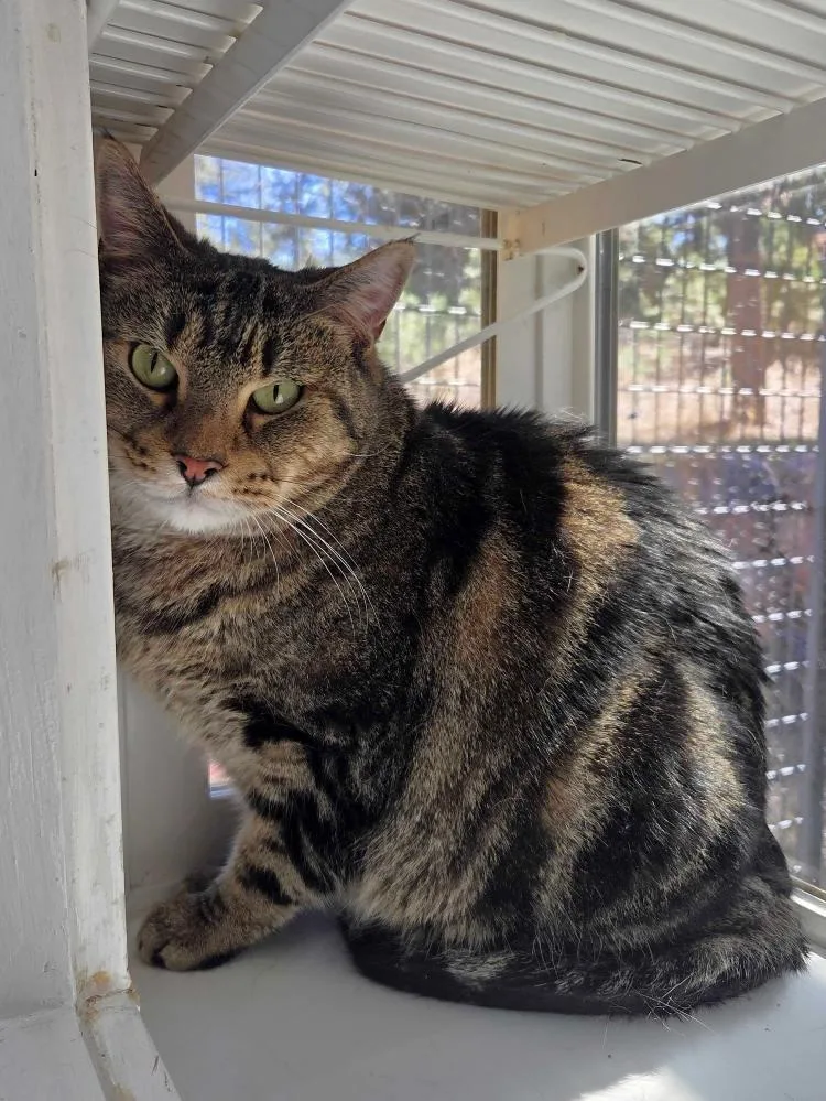 A senior medium-sized male Domestic Short Hair cat named Urbie for adoption in Colorado Springs, CO