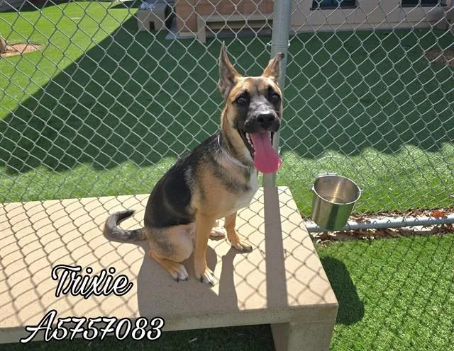 A young medium-sized female German Shepherd Dog dog named Trixie for adoption in Castaic, CA