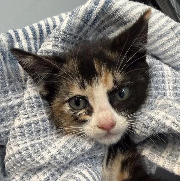 A baby small-sized female Domestic Short Hair cat named Concha for adoption in San Diego, CA