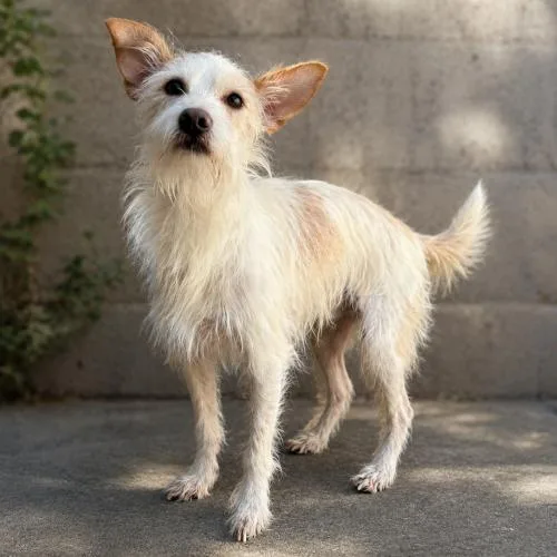 A young small-sized male Yellow / Tan / Blond / Fawn Terrier dog named Dudley for adoption in Lathrop, CA