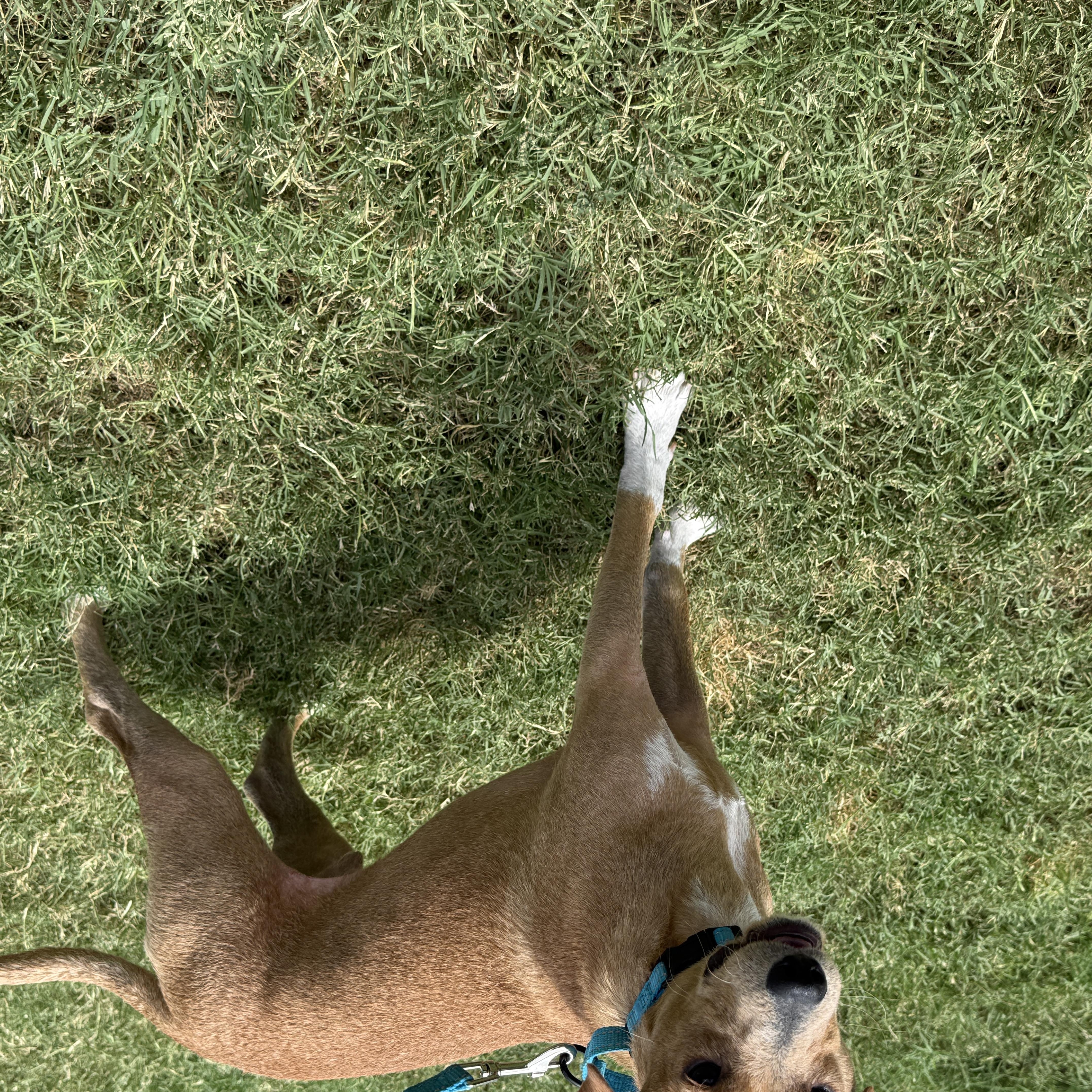 Peanut
