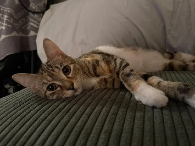 Charlotte thumbnail 2