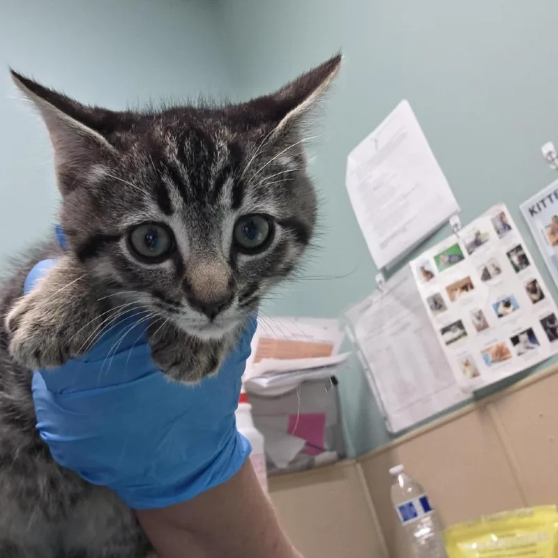 A baby small-sized male Brown / Chocolate Domestic Short Hair cat named Halo Halo for adoption in Tacoma, WA