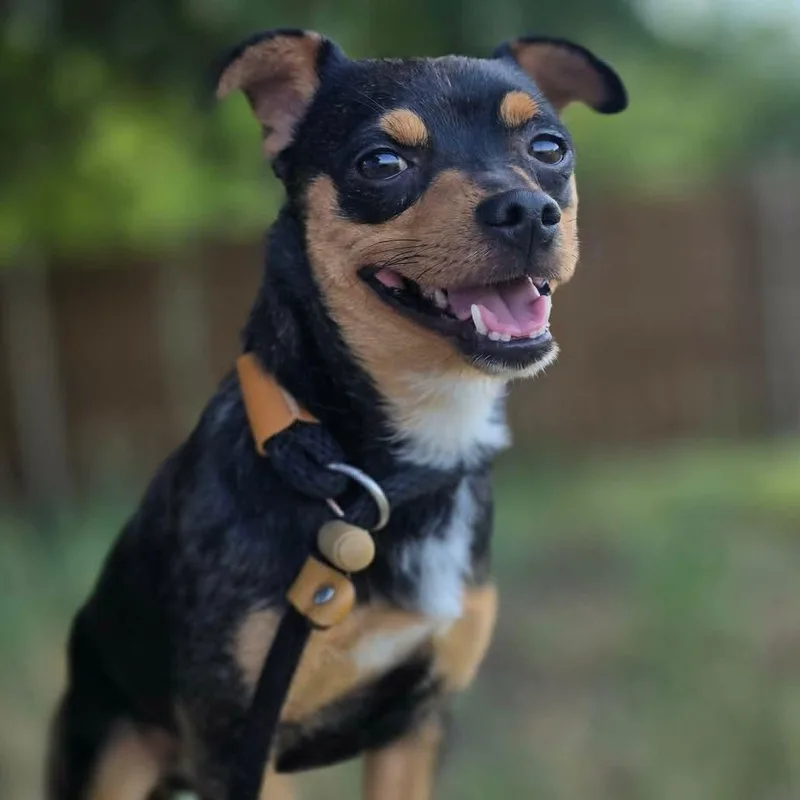 An adult small-sized male Tricolor (Brown, Black, & White) Chihuahua dog named Ricky for adoption in Justin, TX