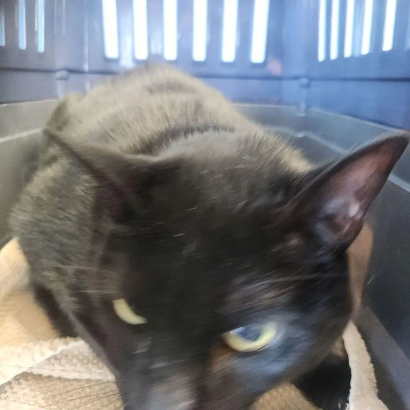 A senior medium-sized male Black Domestic Short Hair cat named John Connor for adoption in Kingman, AZ