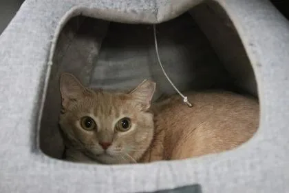 An adult large-sized female Domestic Short Hair cat named Growsley for adoption in Brunswick, GA