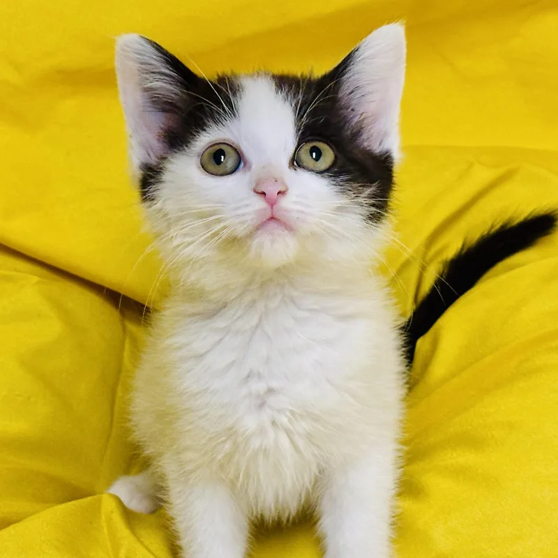 A baby medium-sized male Black & White / Tuxedo Tuxedo cat named Leopard for adoption in Beverly Hills, CA