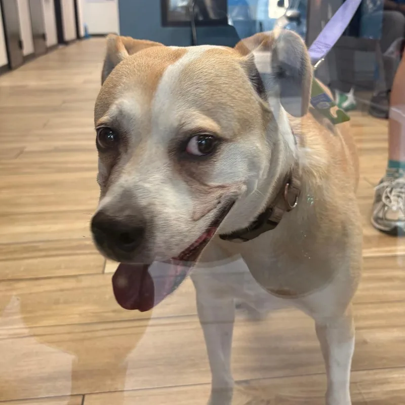 A senior medium-sized female Golden Labrador Retriever dog named Toph for adoption in Newark, NJ