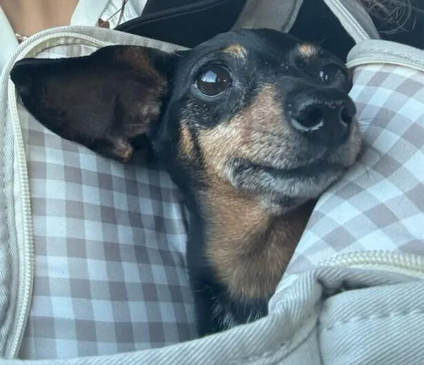 Tootsie