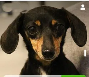 Tootsie thumbnail 2