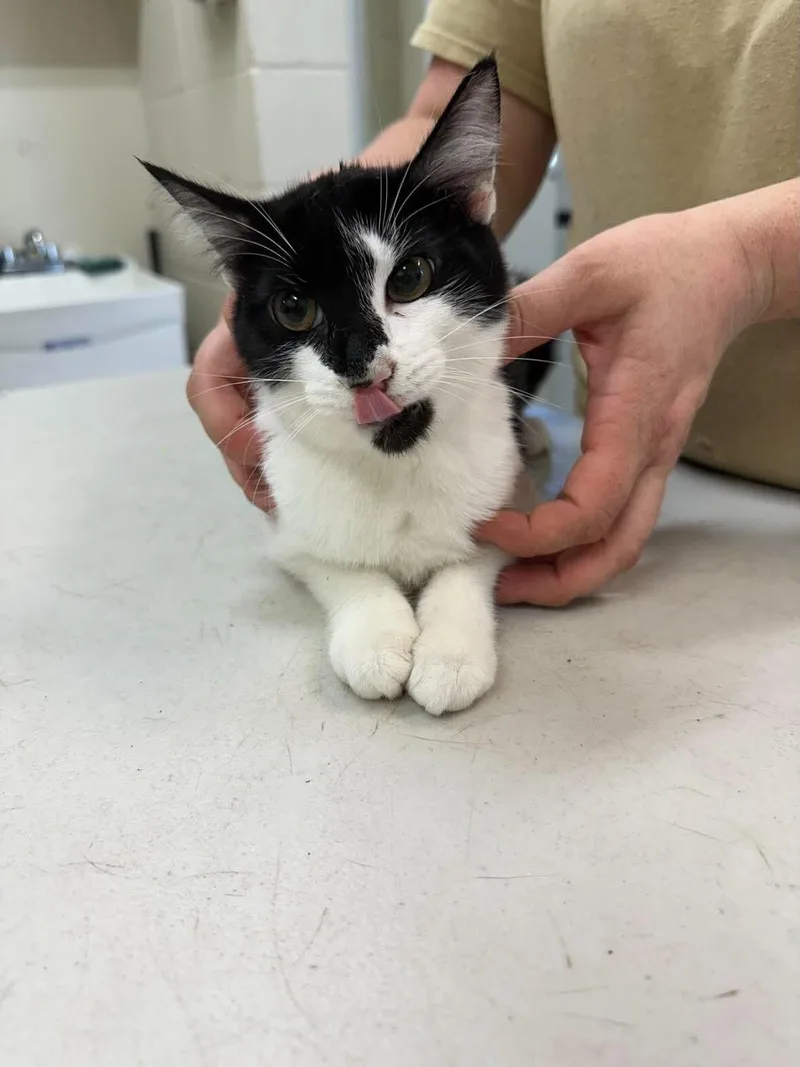 An adult medium-sized female Domestic Short Hair cat named Atlantic for adoption in Burgaw, NC