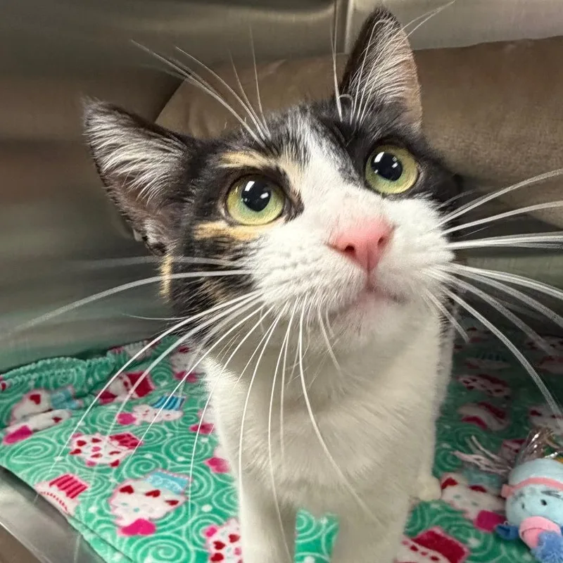 A young medium-sized female Black Domestic Short Hair cat named Cece for adoption in Keizer, OR