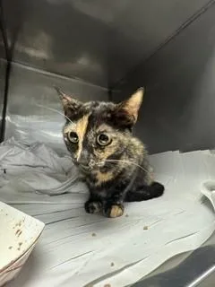 A young small-sized female Domestic Short Hair cat named Porche for adoption in Miami, FL
