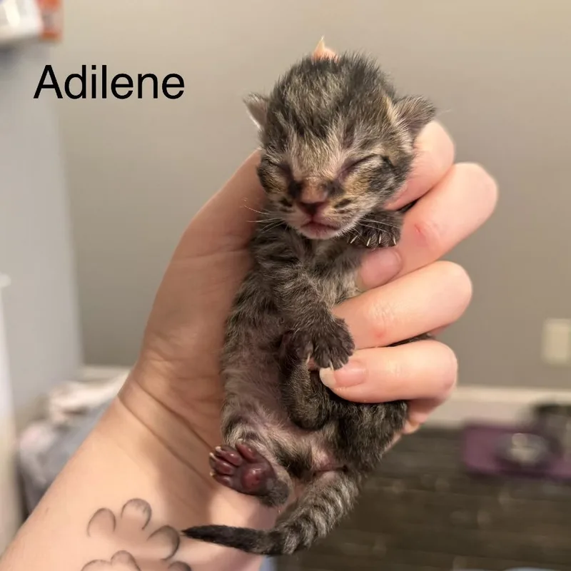 A baby small-sized female Gray / Blue / Silver Domestic Short Hair cat named Adilene for adoption in Huntsville, AL