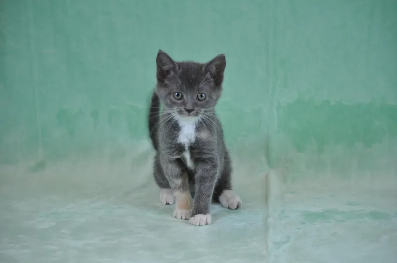 A baby medium-sized female Gray & White Domestic Short Hair cat named Misty for adoption in Union Gap, WA