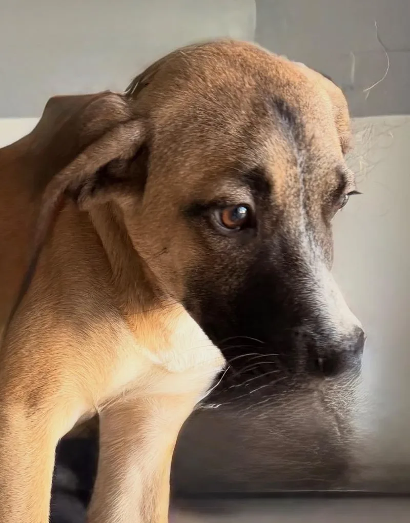 A baby medium-sized male Anatolian Shepherd dog named Ricky for adoption in Belton, TX