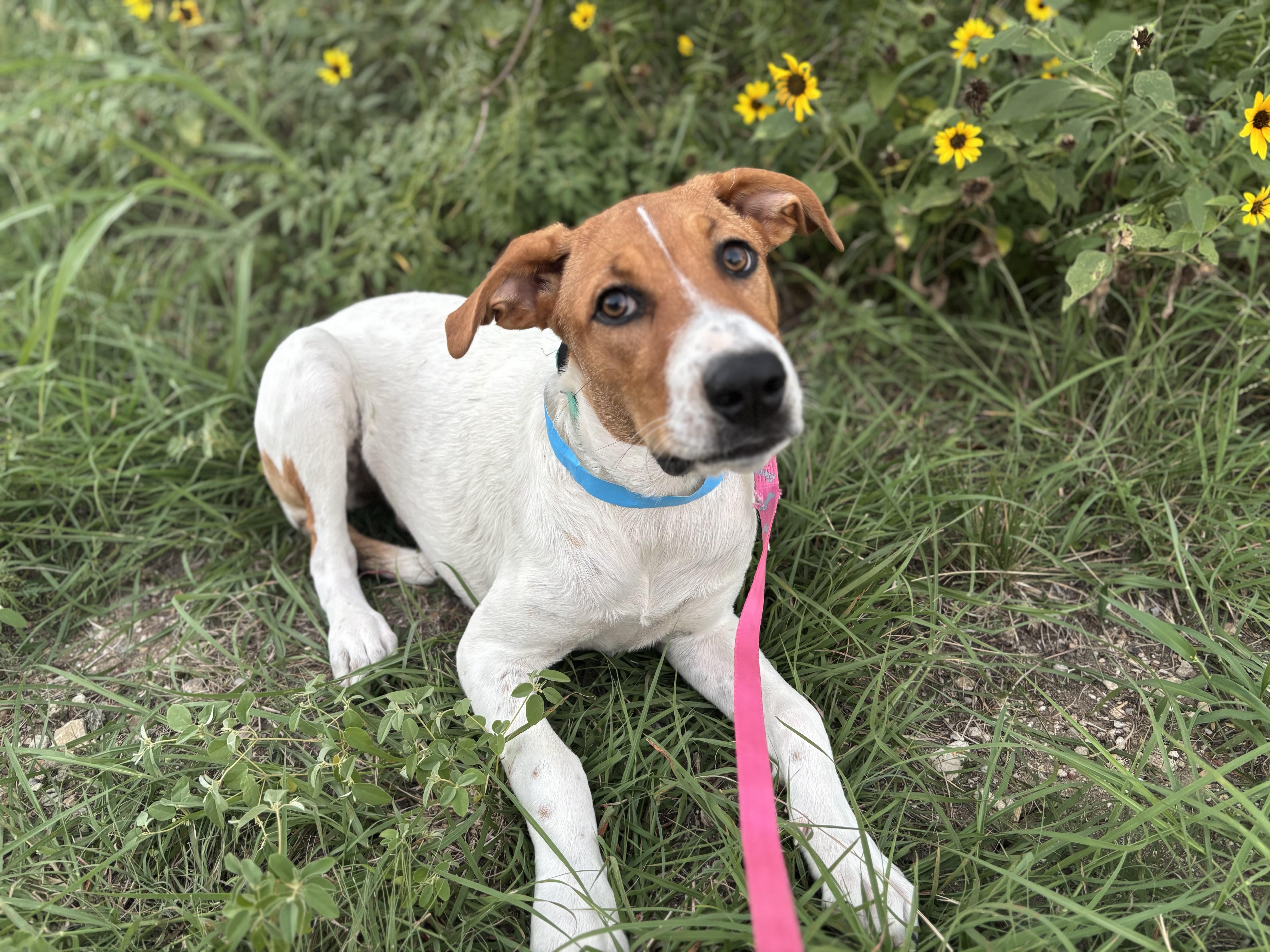 A young large-sized female Brown / Chocolate Coonhound dog named Ava for adoption in Pflugerville, TX