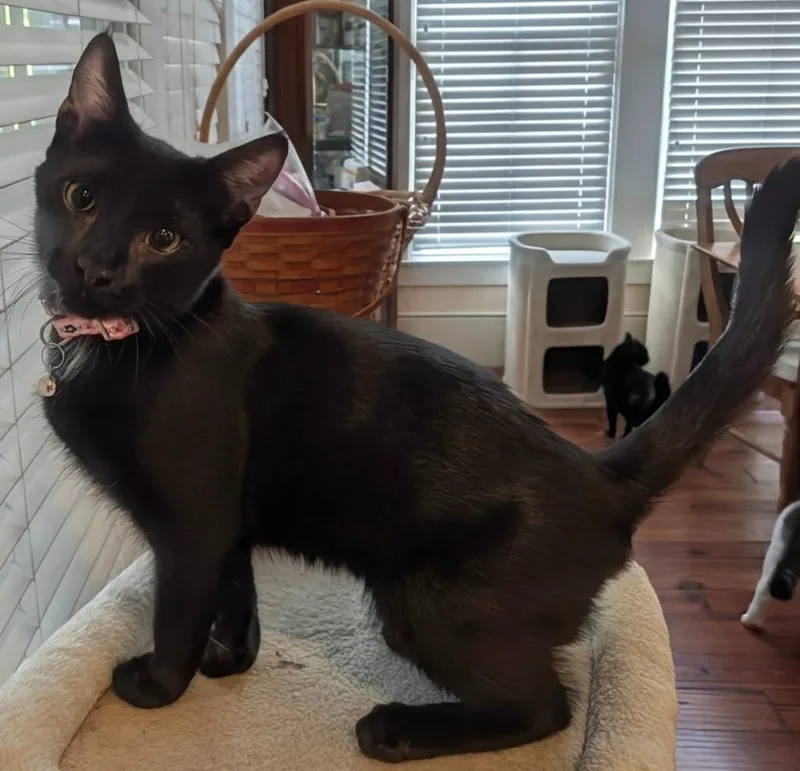 A baby medium-sized male Domestic Short Hair cat named Rowan for adoption in Grovetown, GA