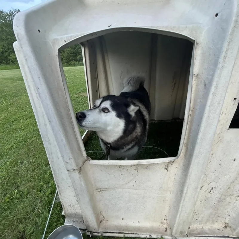 A senior small-sized male Gray / Blue / Silver Husky dog named Milo for adoption in Rochester, MN