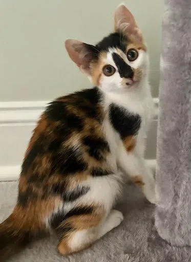 A baby small-sized female Calico Domestic Short Hair cat named Marigold for adoption in Raleigh, NC